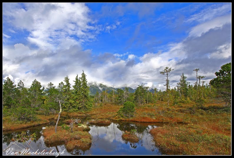 The muskegs of Southeast&nbsp;Alaska