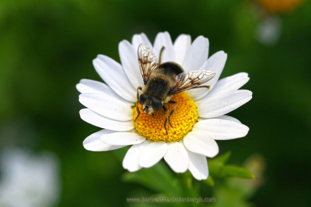 Flowers and my love for macro&nbsp;photography